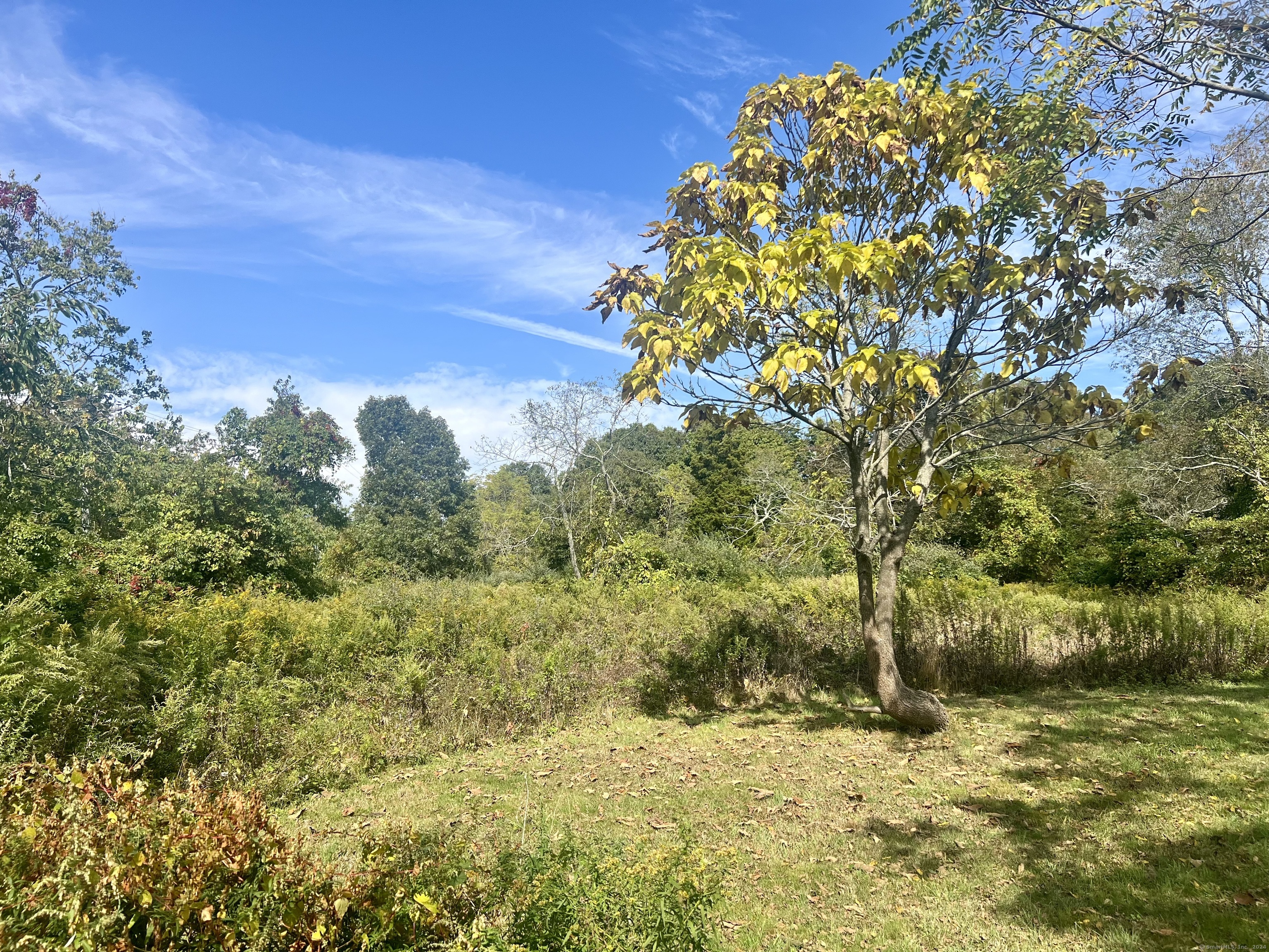 a view of a yard with a tree