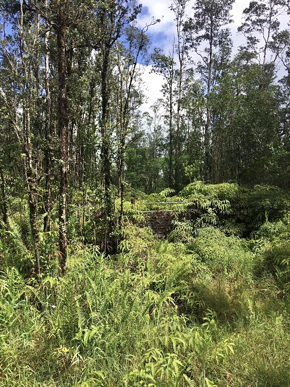 a view of a lush green forest