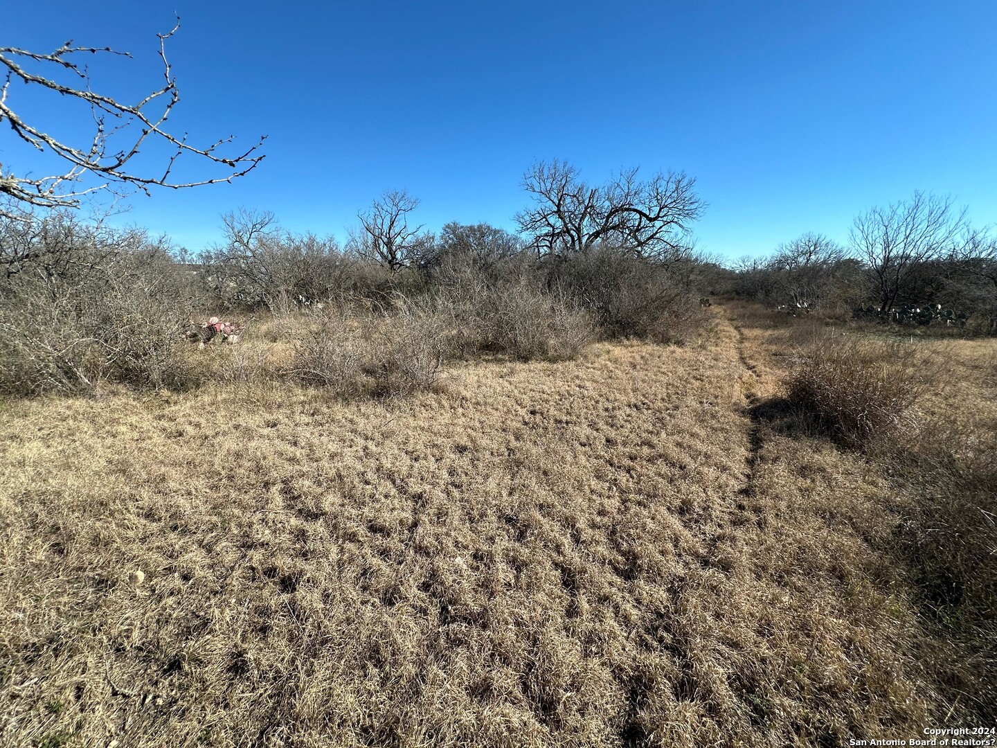 a view of a dry yard