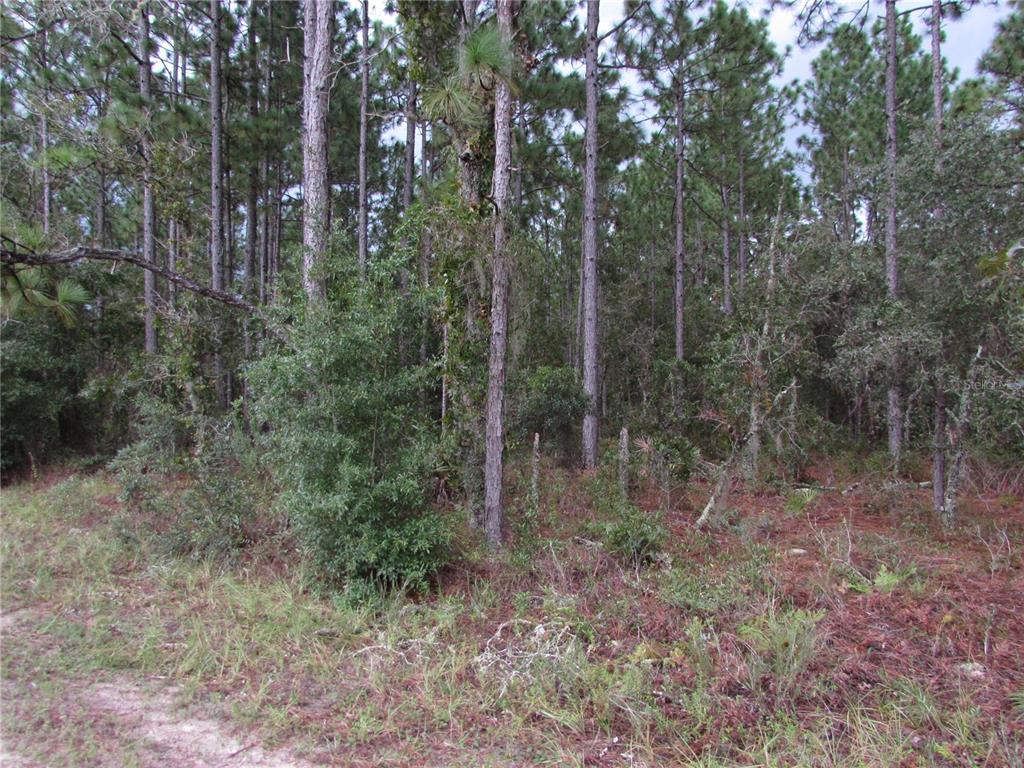 a view of a forest that has large trees