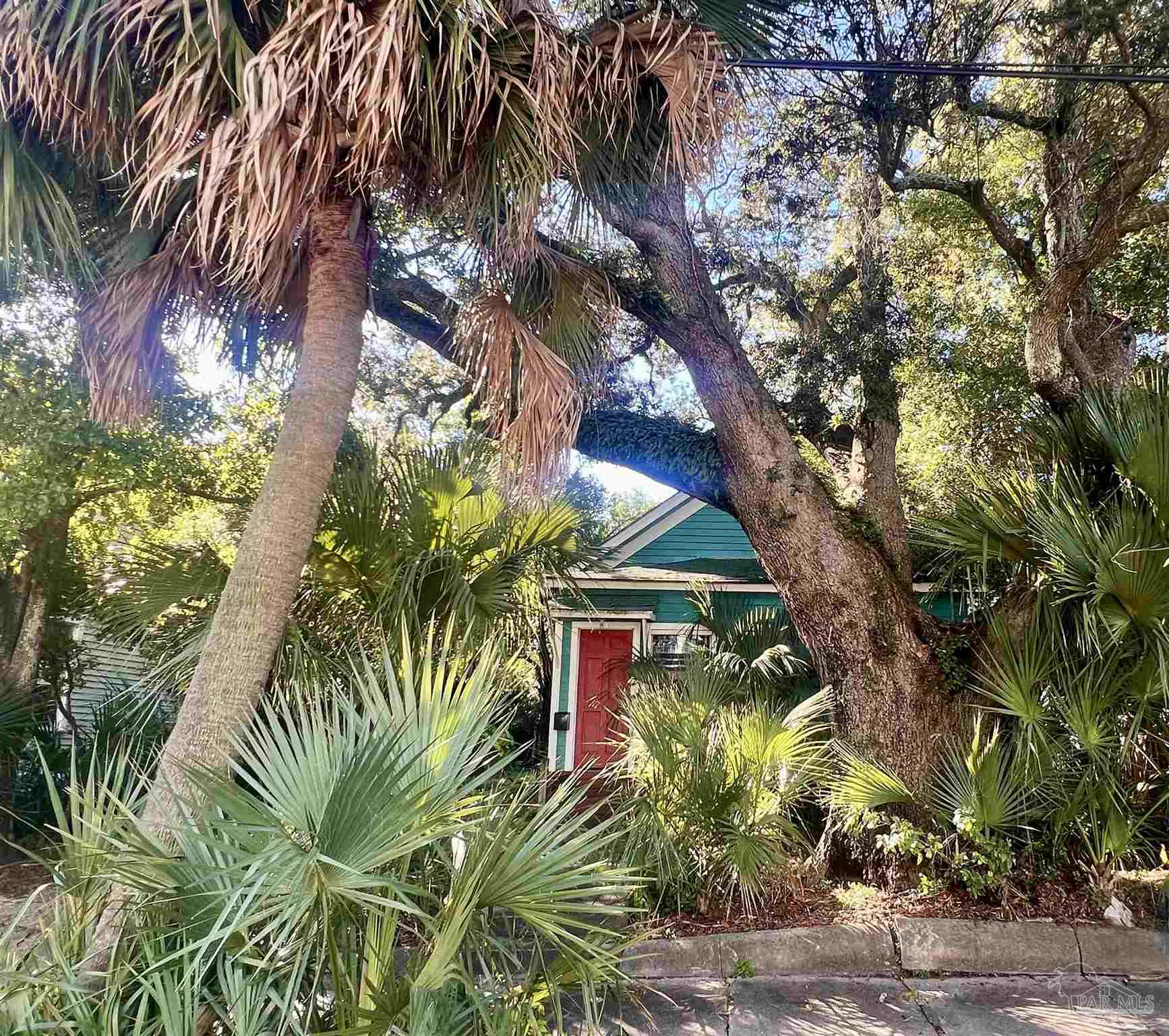 a view of banana tree