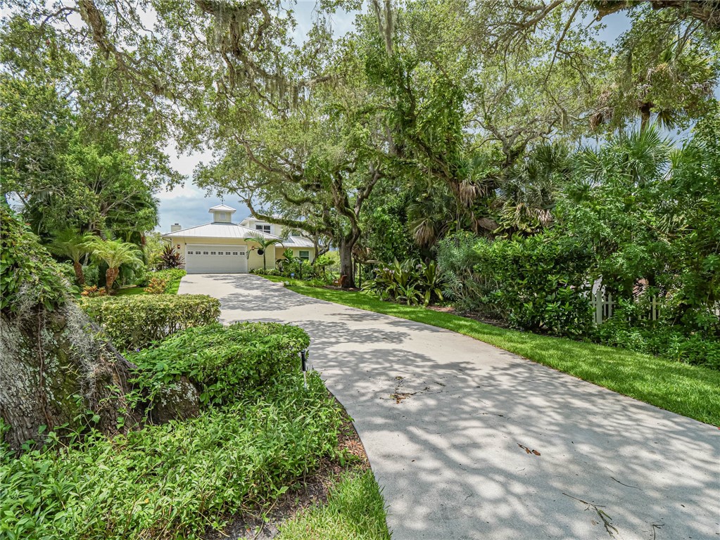 a view of a yard with plants and large trees