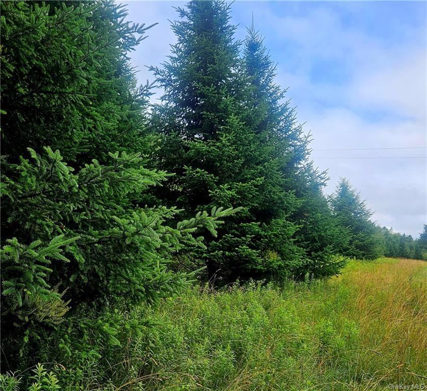 a view of a lush green space