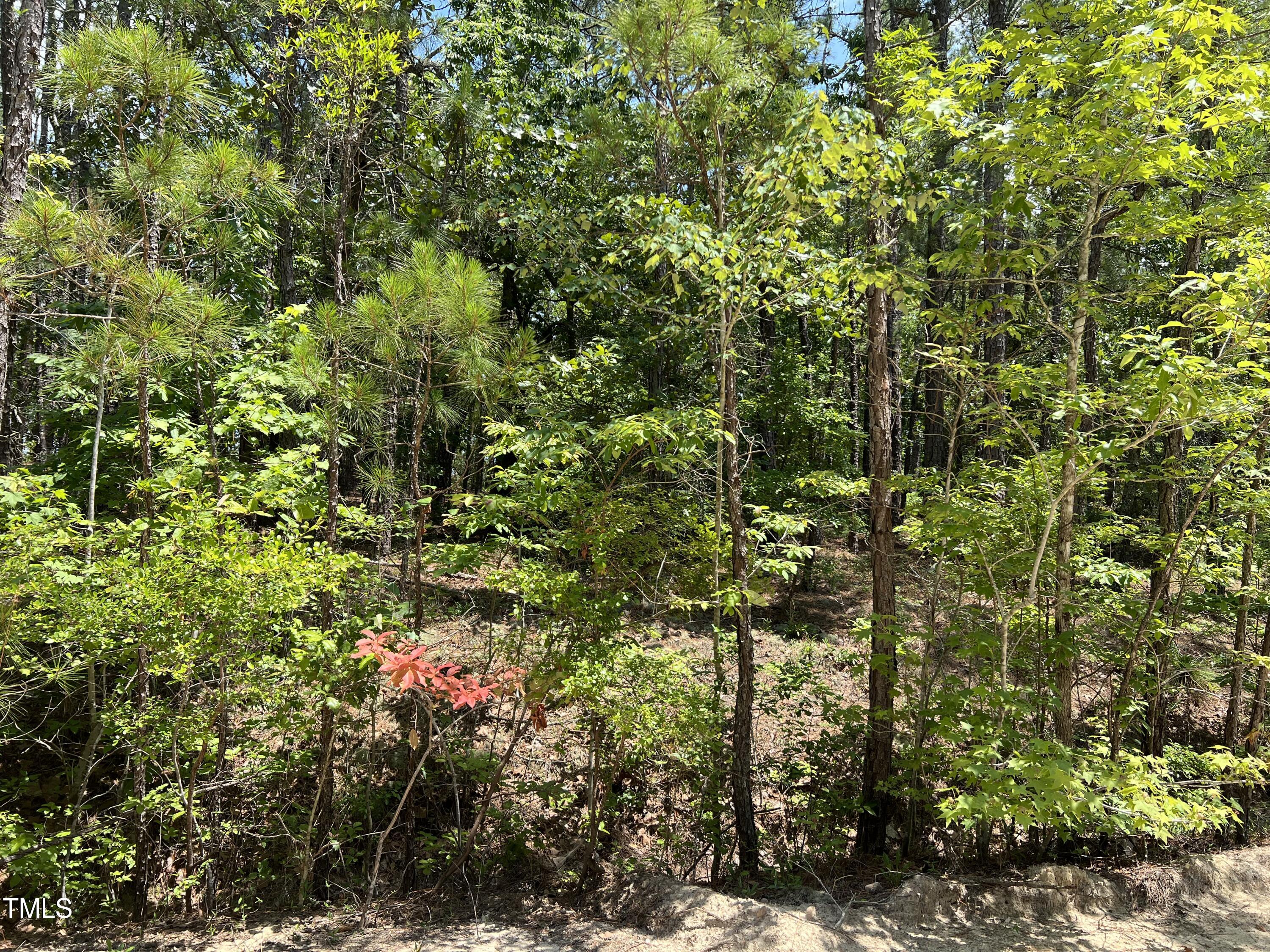 a view of a tree