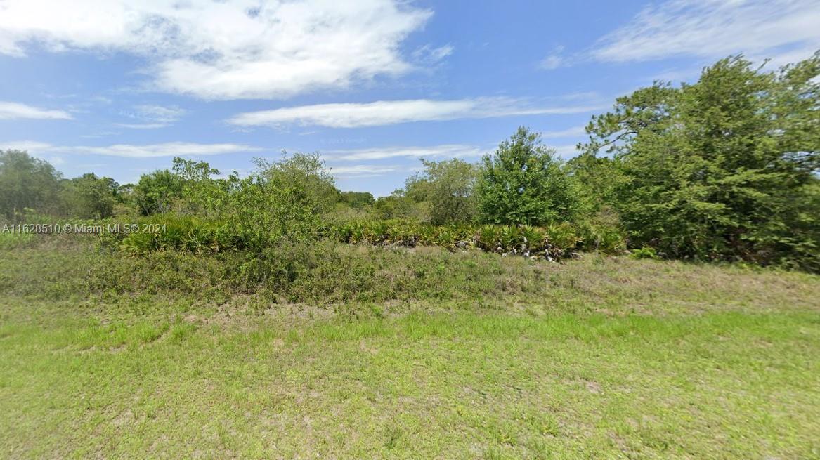 a view of a bunch of trees and bushes