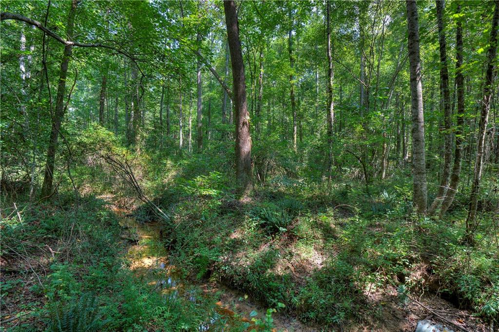 a view of a lush green forest