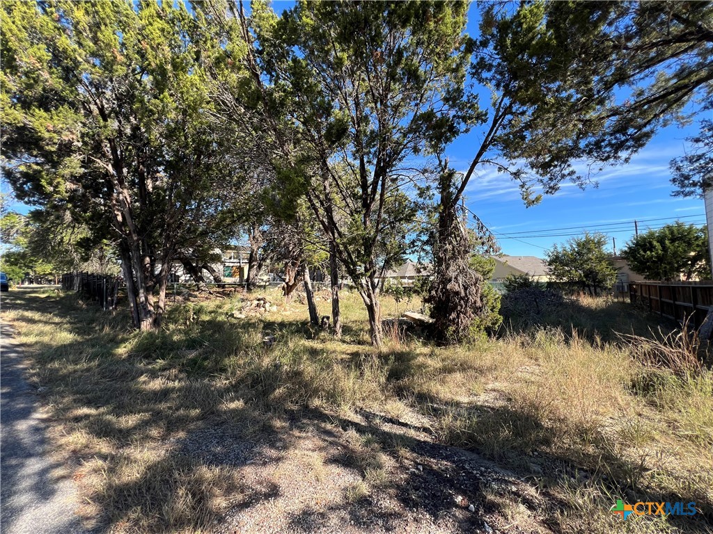 a view of a large tree in a yard