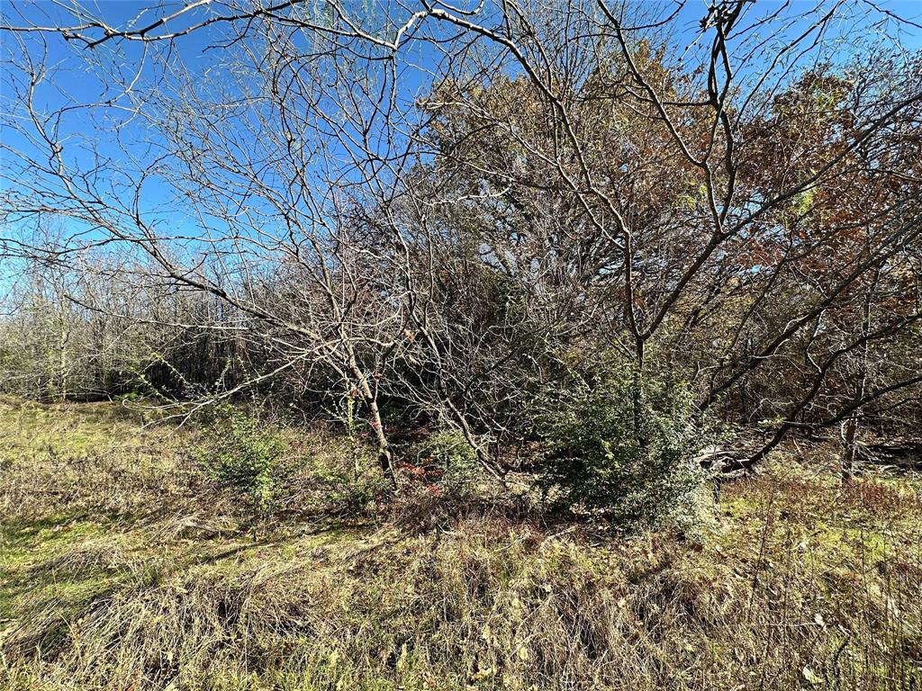 a view of a yard with a tree