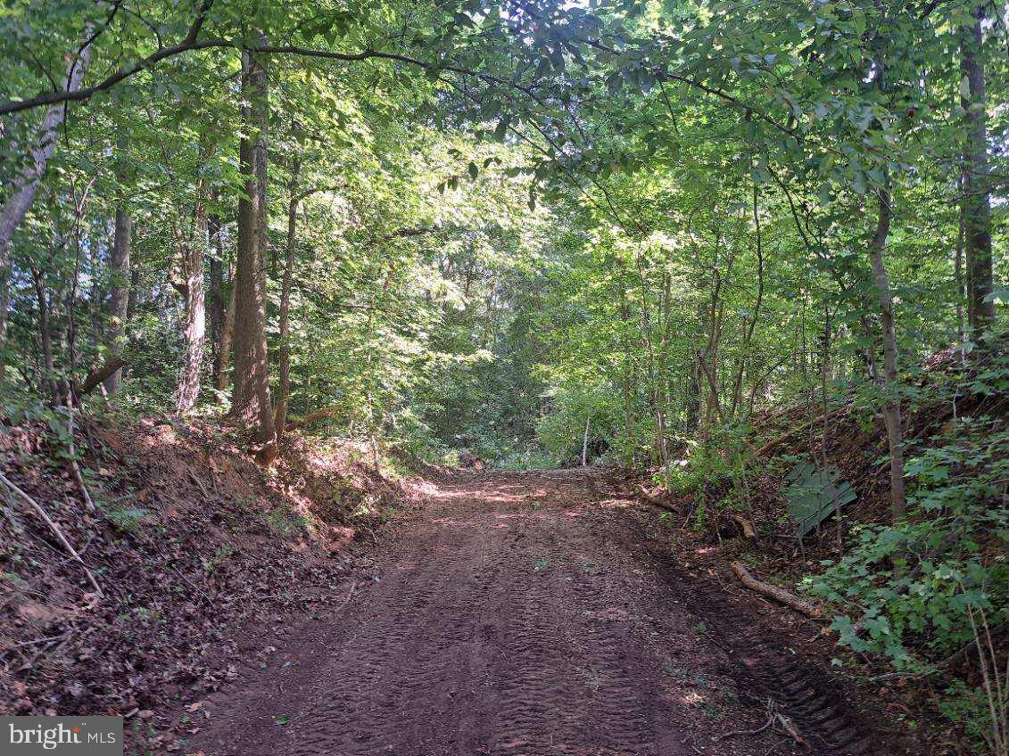 a view of a forest with trees in the background