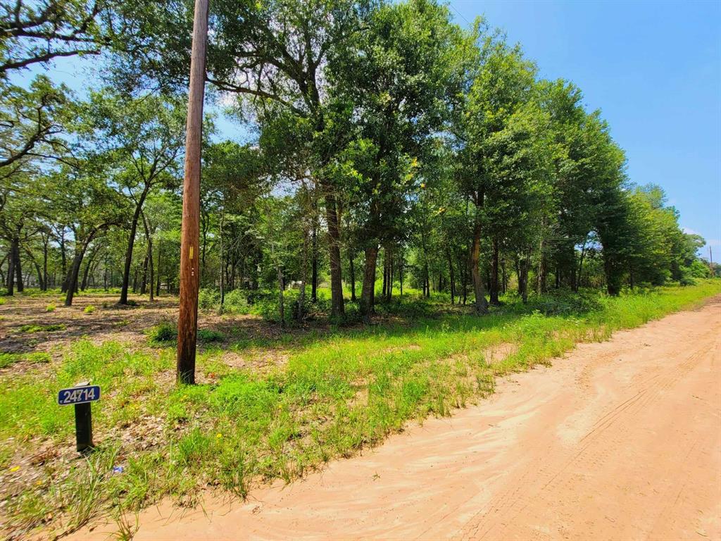 a view of a park with large trees