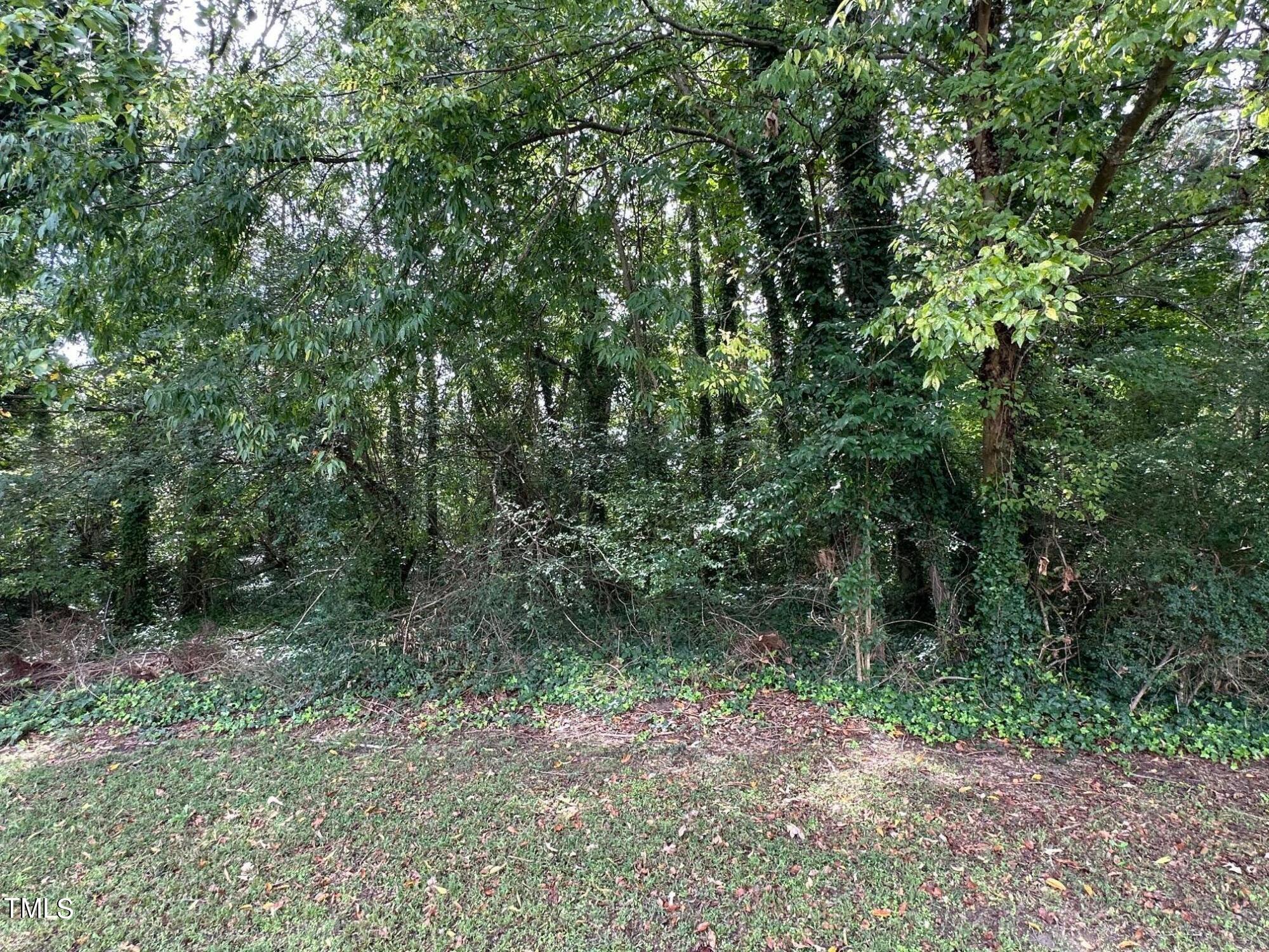 a view of a forest with trees in the background