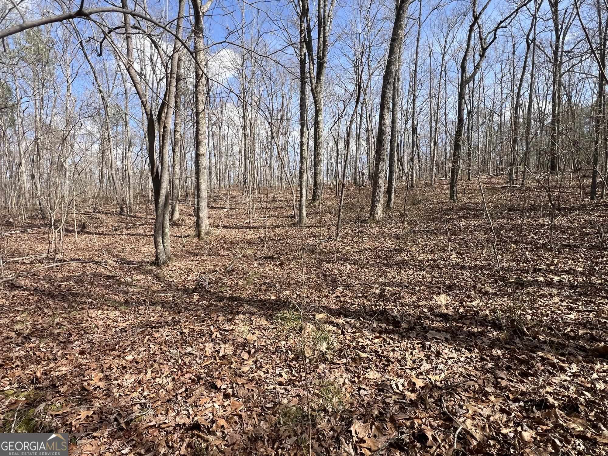 a view of a yard with trees