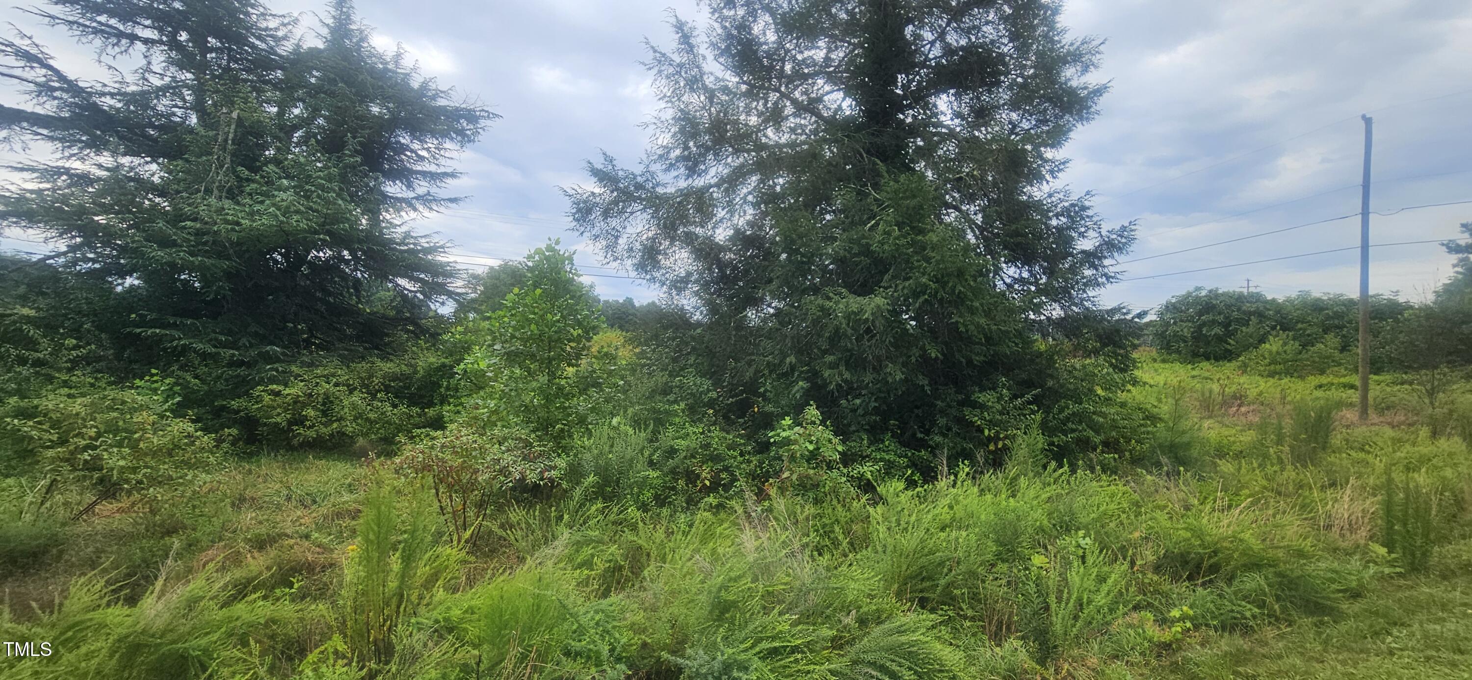 a view of a lush green space