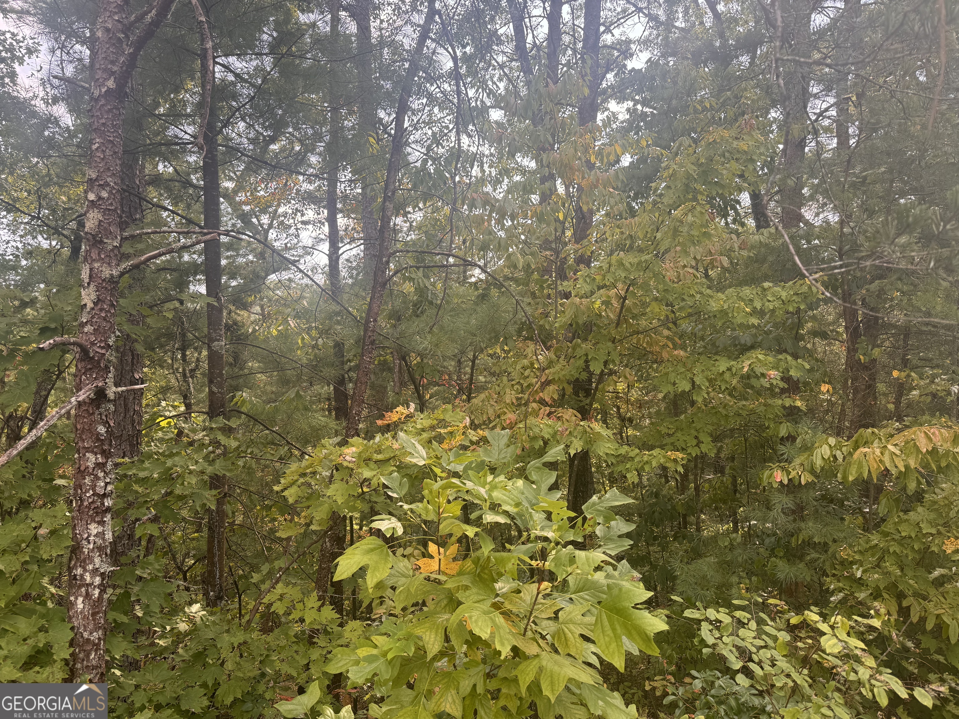 a view of a yard of a tree