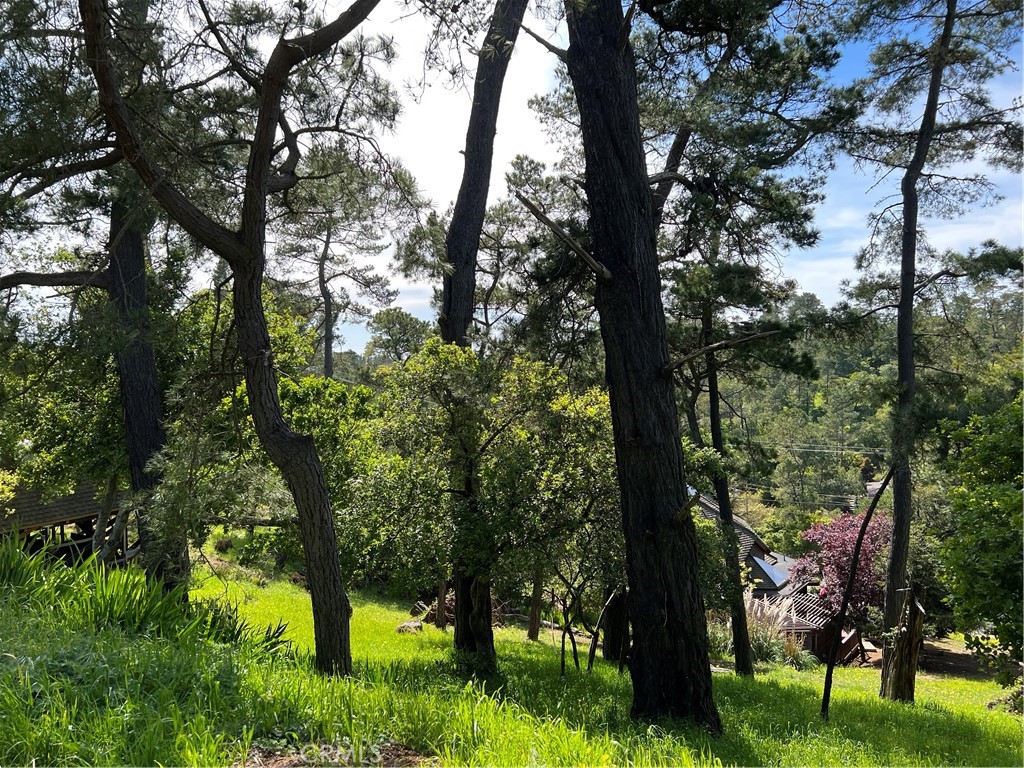 a view of a yard with a tree