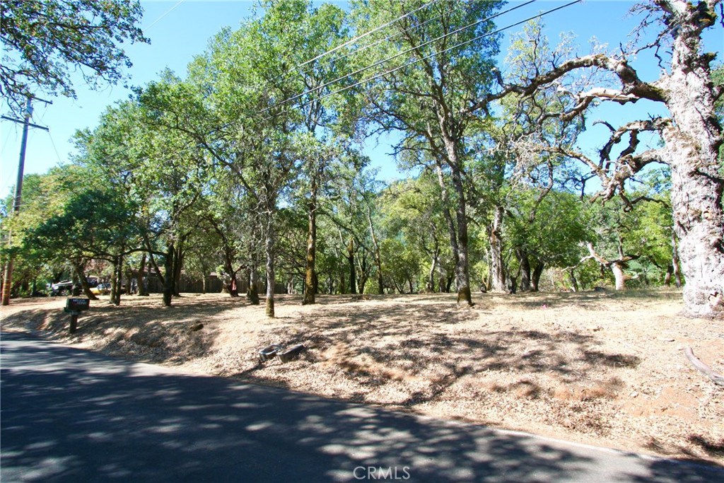 a street view covered with trees