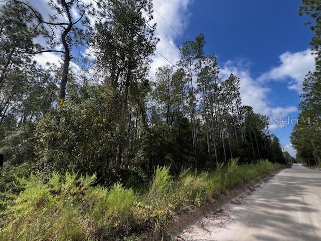 a view of a plants in middle of a forest