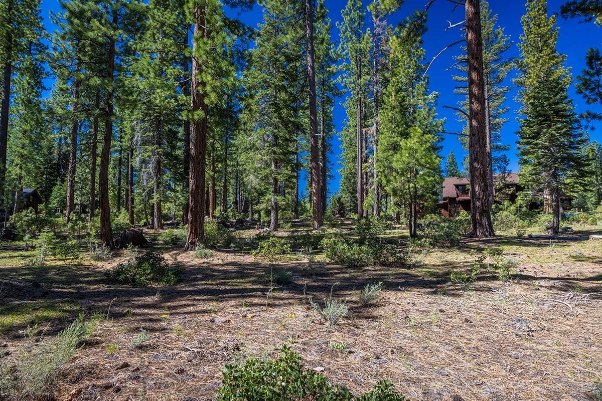 a view of a yard with trees