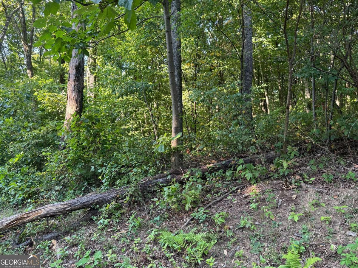 a view of a lush green forest