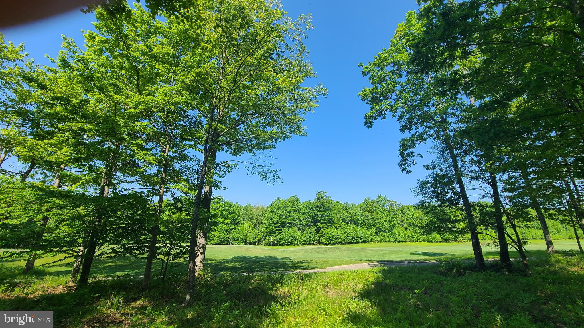 a view of a lush green space