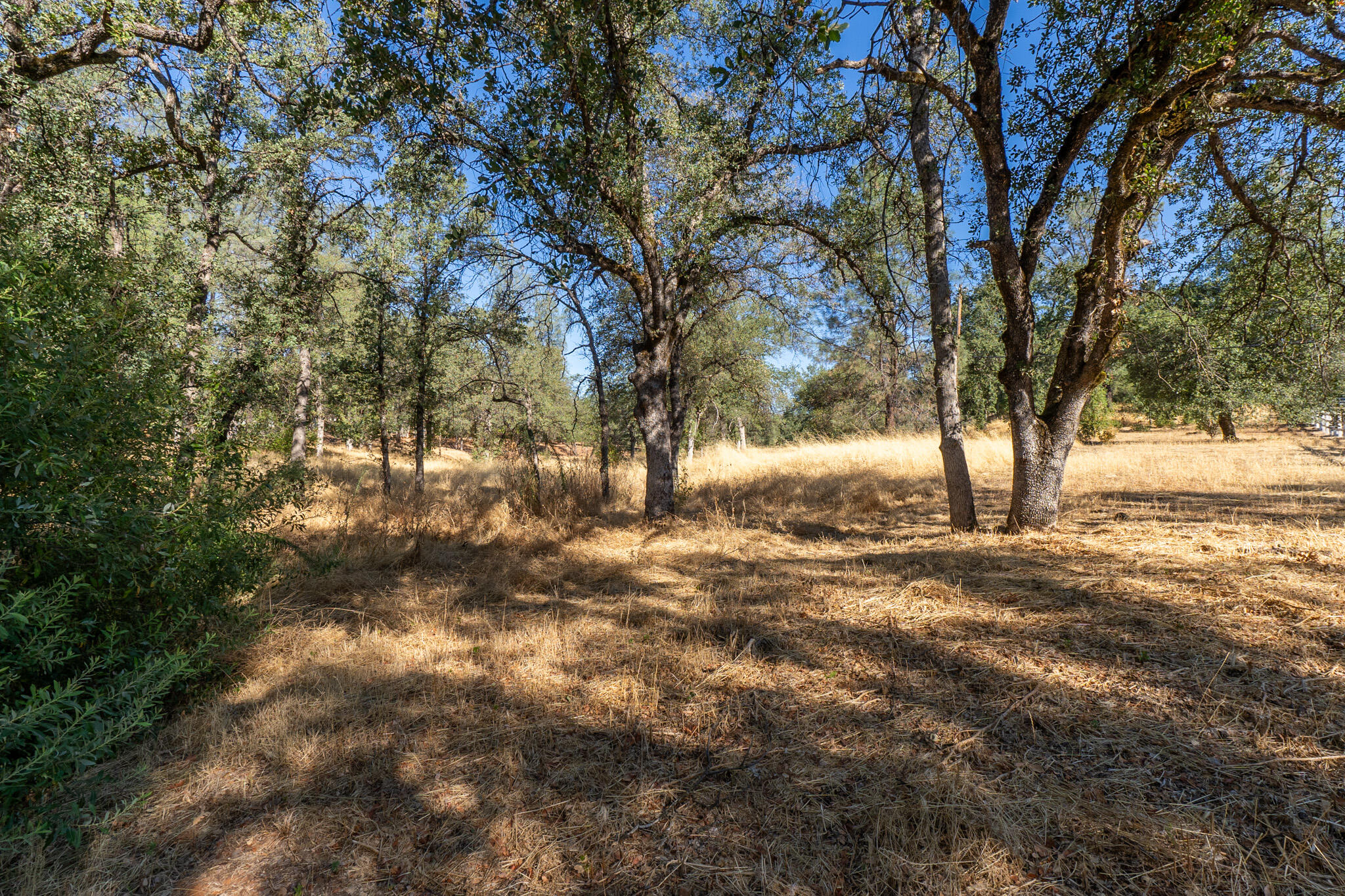 a view of yard with trees