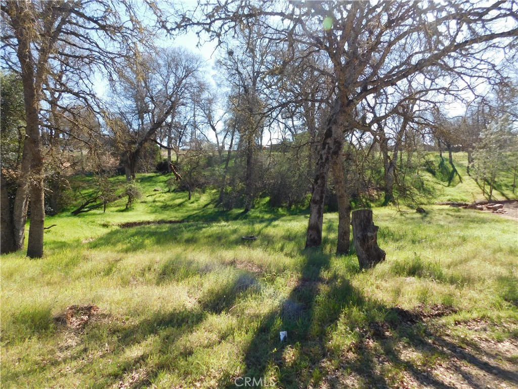 a big yard with lots of green space and plants