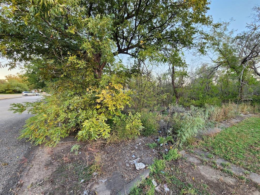 a view of a yard with plants and a large tree