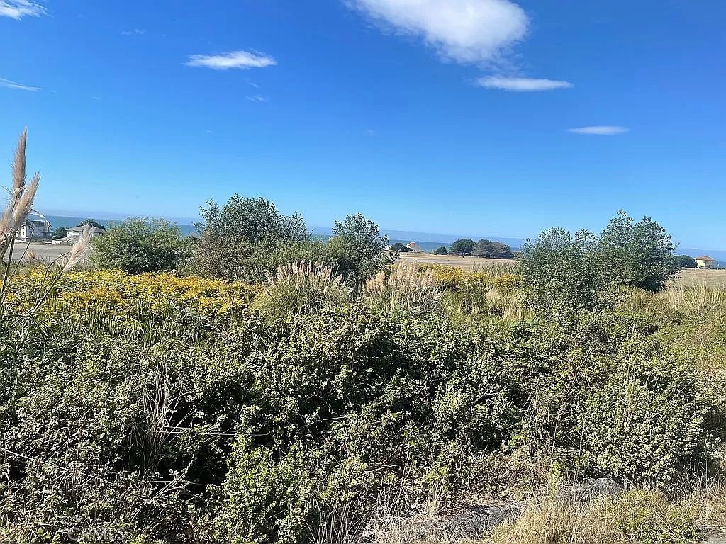 a view of a bunch of trees in a field