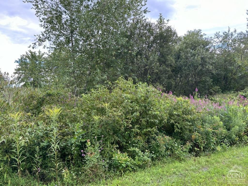 a view of a forest with a tree