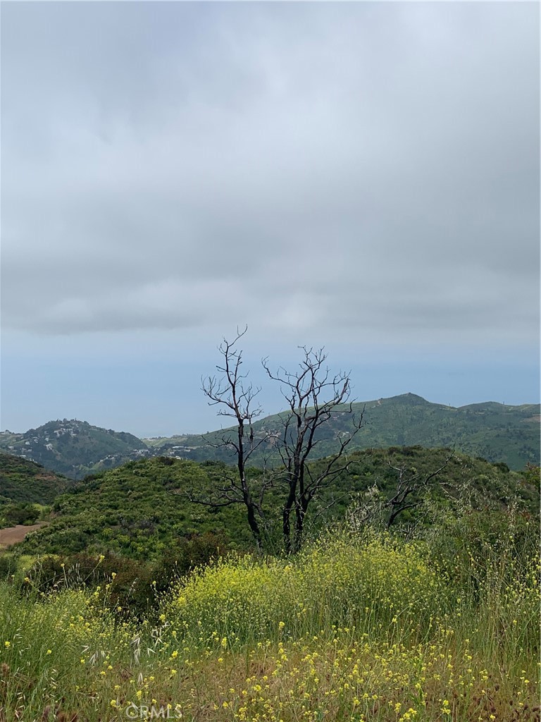 a view of a field with an ocean and trees