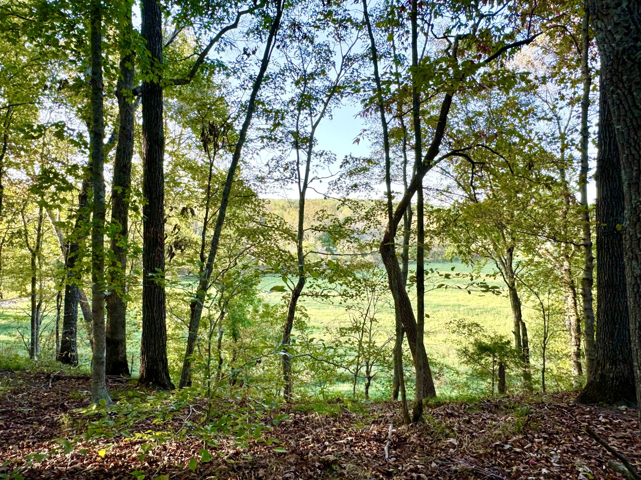 a view of forest