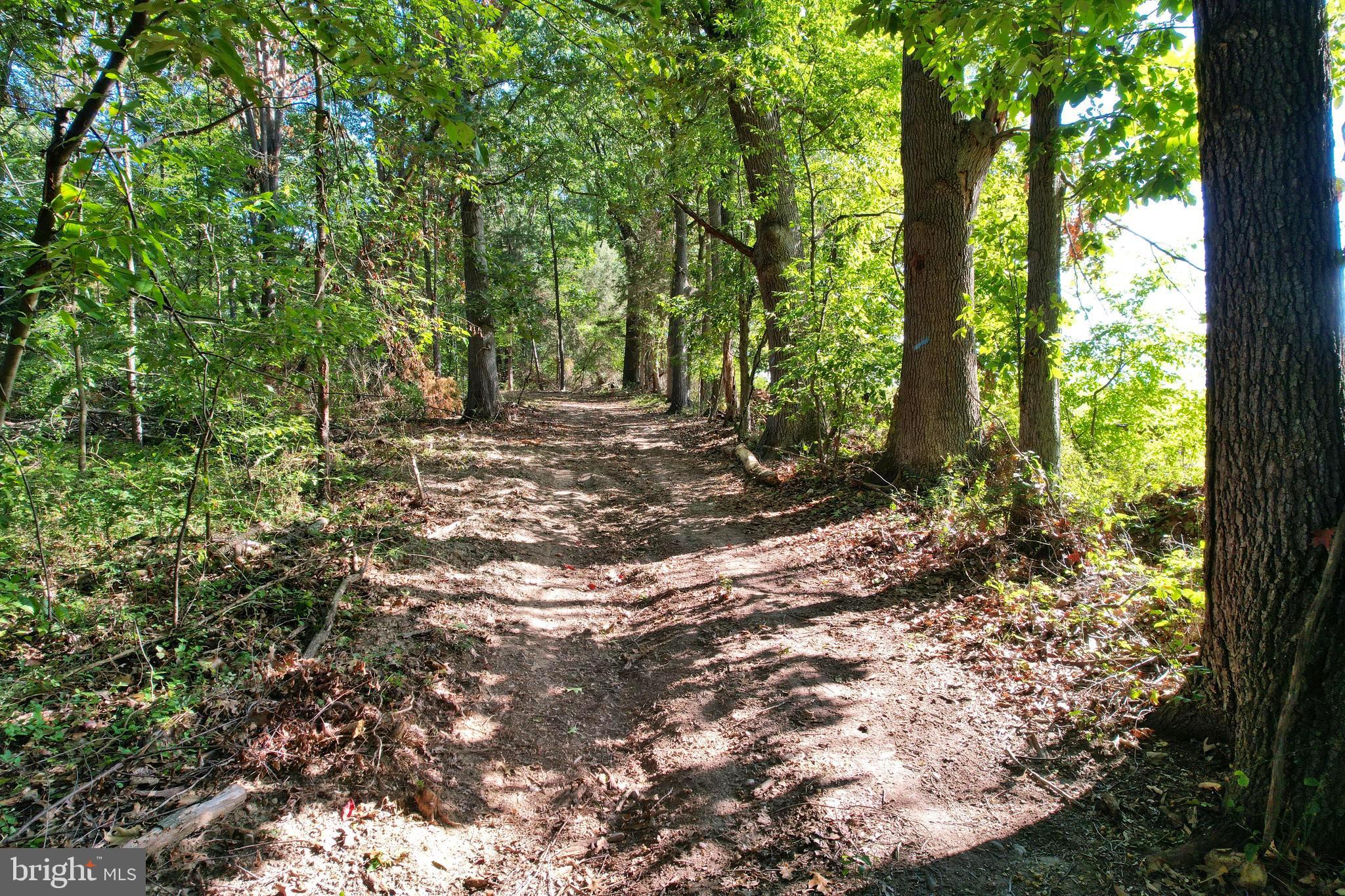 a view of a forest filled with trees