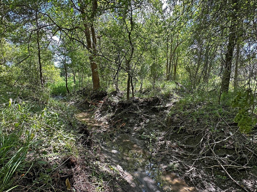 a view of a forest with lots of trees