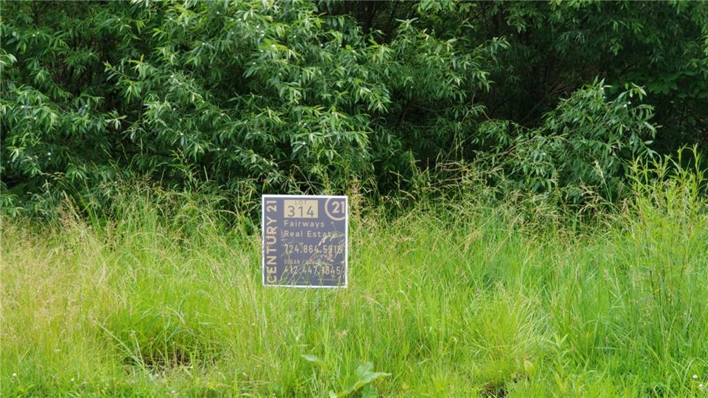 a view of a lush green forest