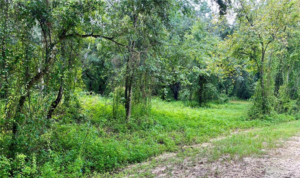 a view of a lush green forest