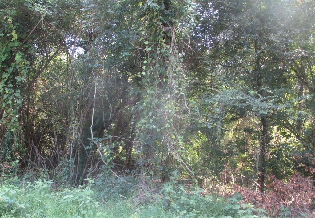 a view of a forest with trees in the background