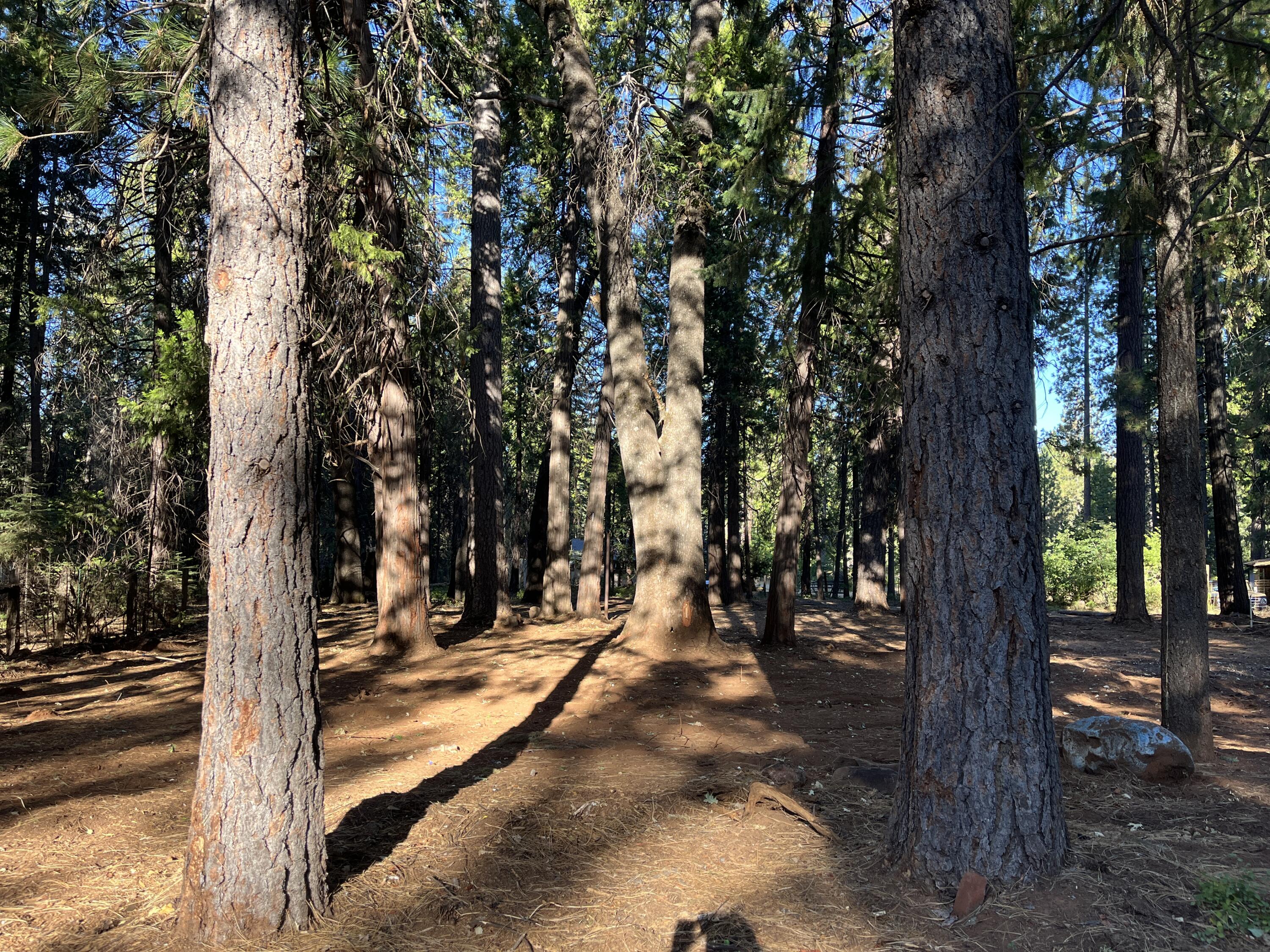 a view of outdoor space with trees