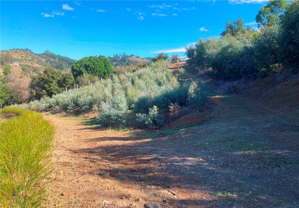 a view of a yard with a tree