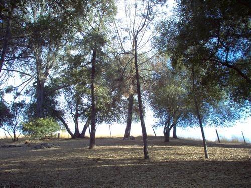 a view of dirt yard with a trees