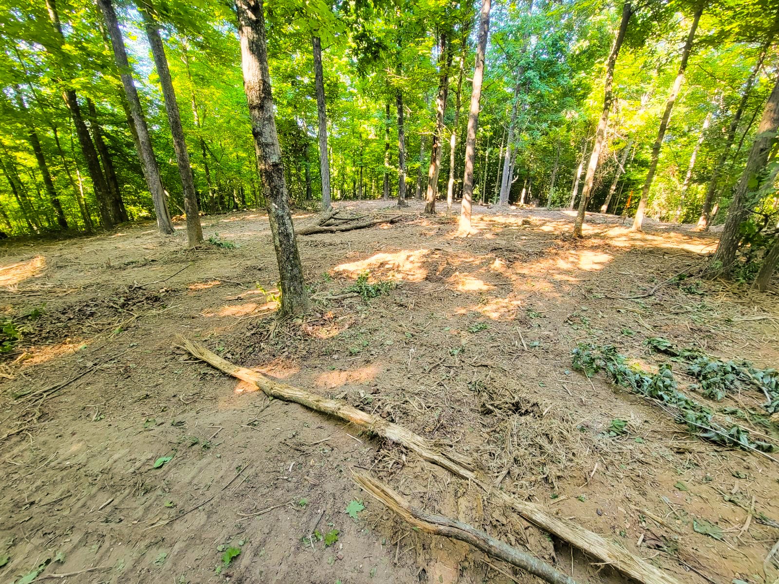 a view of a yard with large trees