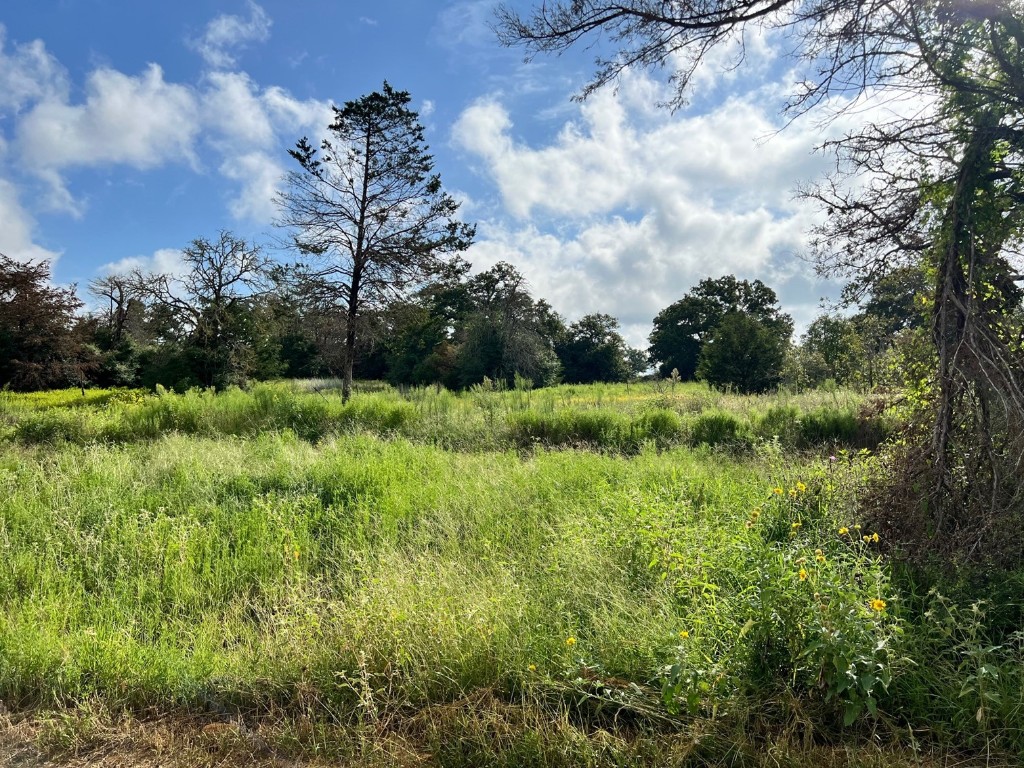 a view of a garden