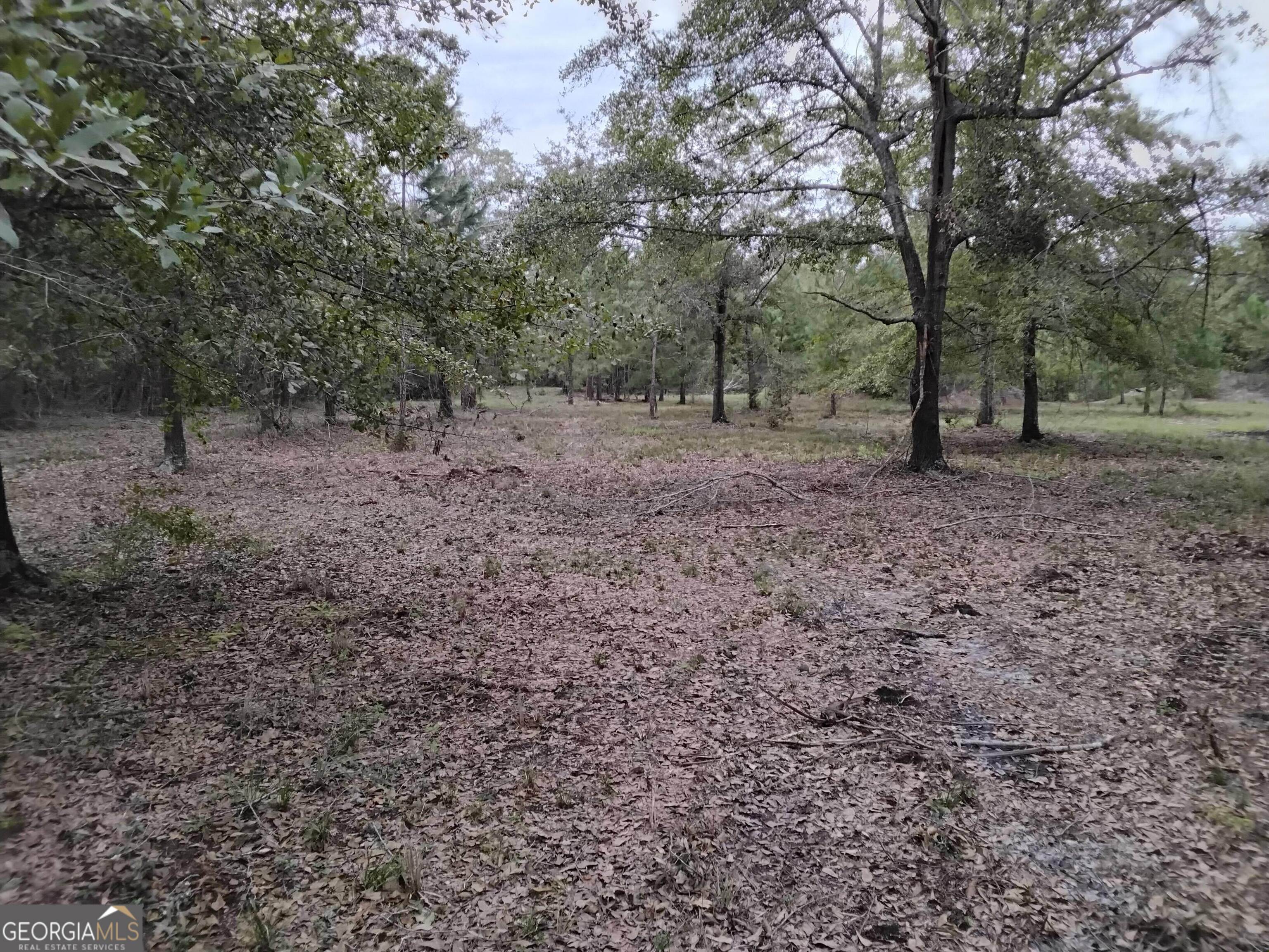 a view of a yard with a tree