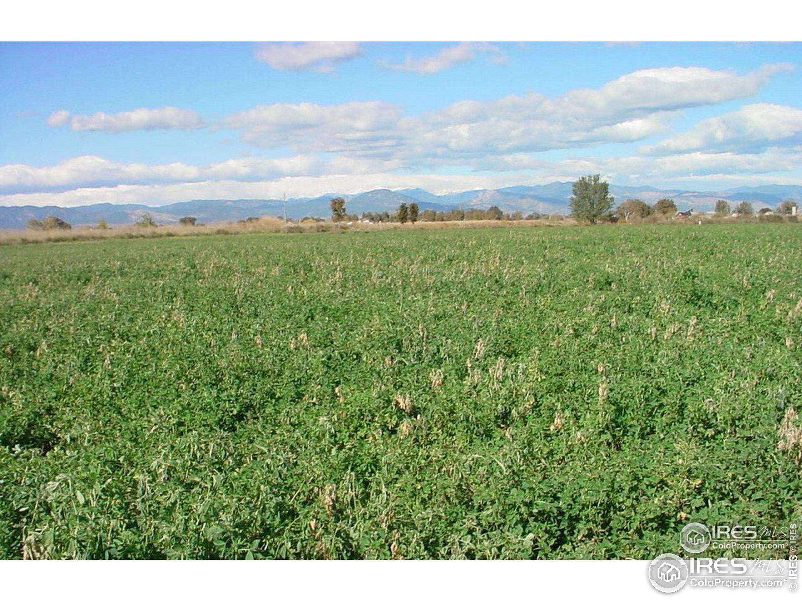 a view of a green field with lots of bushes