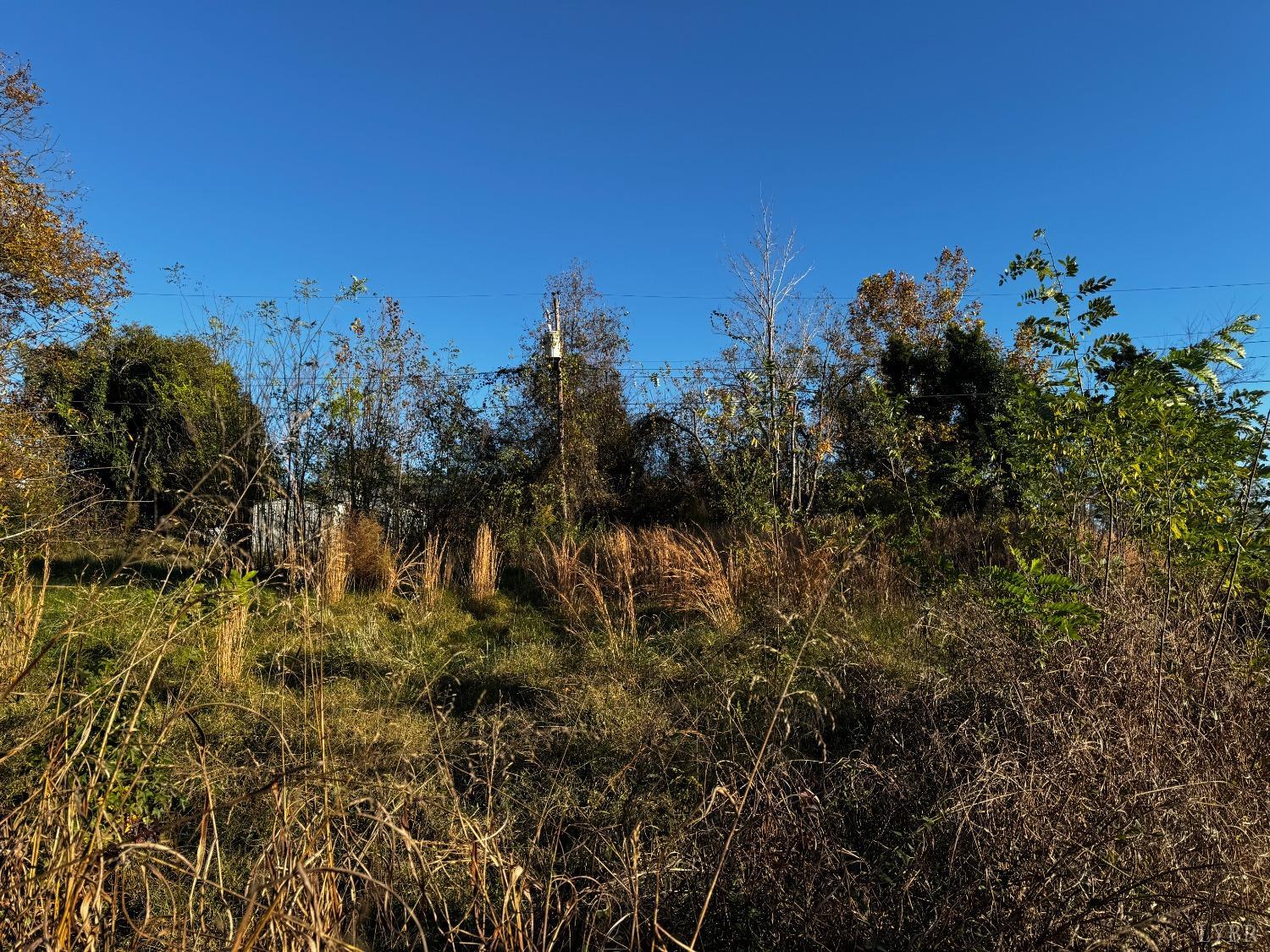 a view of a bunch of trees in a background