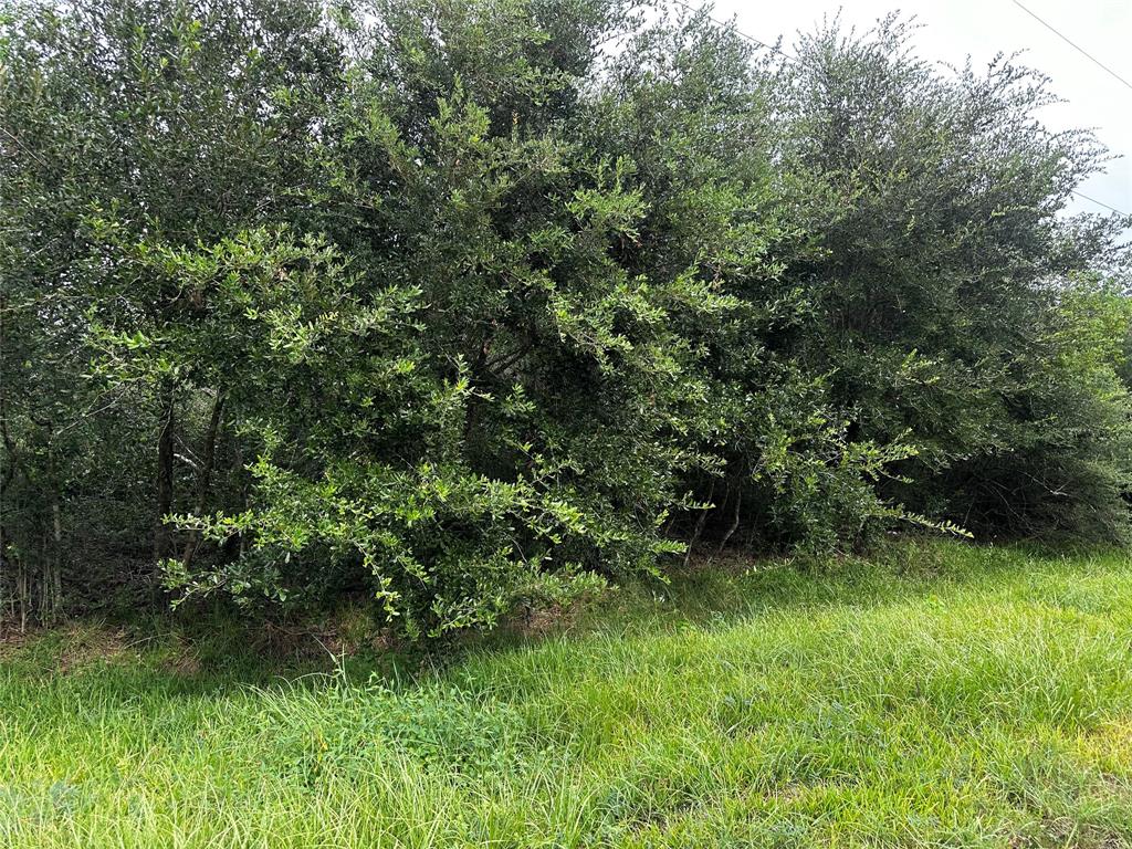 a view of a lush green forest with lots of trees