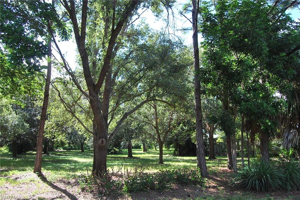 a view of a park with trees and a pathway