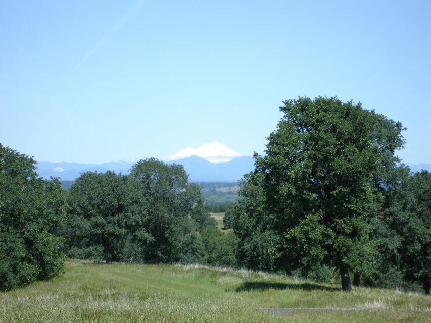 a view of a grassy field with trees in the background