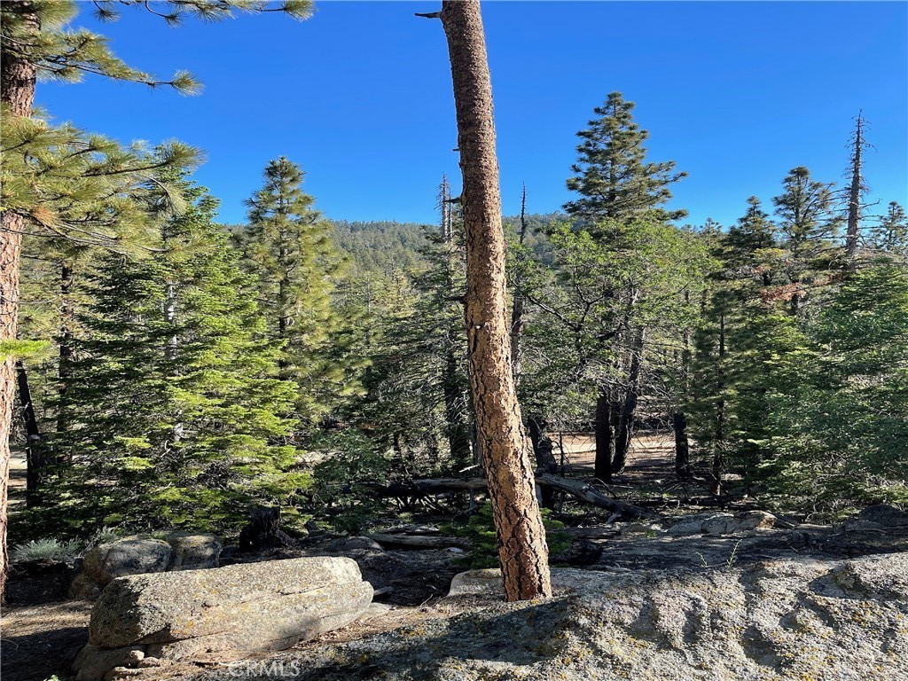 a view of a tree with a tree in the background