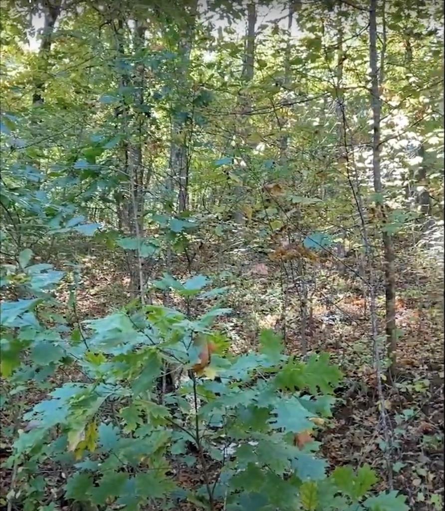 a view of a lush green forest