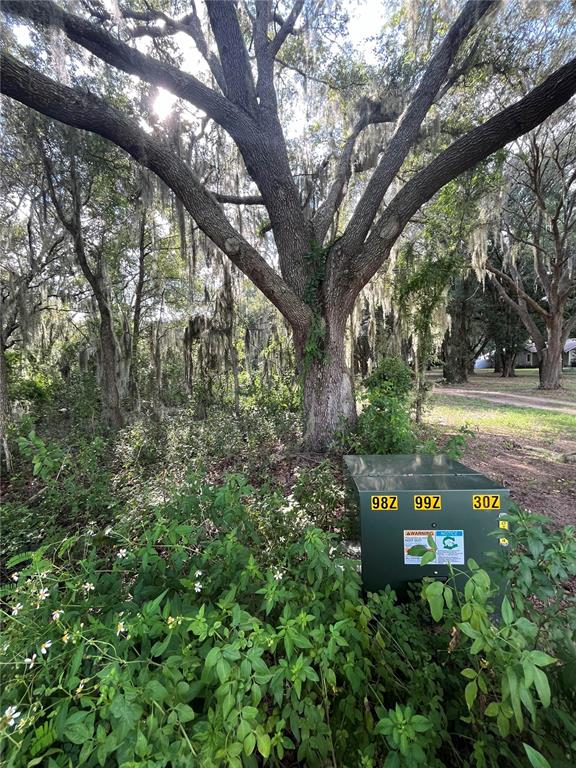 a view of a yard with plants and trees